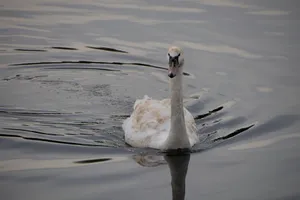 Elegant swan floats gracefully on rippling water. Perfect for nature themes. jigsaw puzzle