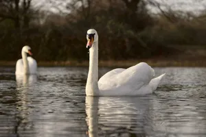 Swans gracefully gliding on a serene pond in Mitcham, England. jigsaw puzzle
