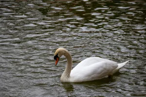 Elegant mute swan gliding on a peaceful lake in Gaziantep, Türkiye, showcasing nature's beauty. jigsaw puzzle