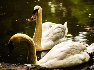 Elegant swans floating gracefully in a tranquil pond, reflecting the beauty of nature. jigsaw puzzle