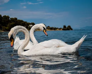 Two white swans with long necks swim gracefully on a calm lake under a clear sky. jigsaw puzzle