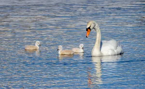 Serene image of a mute swan with three cygnets swimming on a calm lake. jigsaw puzzle