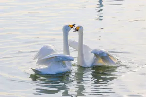 Two beautiful tundra swans engaging on a serene river surface, showcasing wildlife elegance. jigsaw puzzle