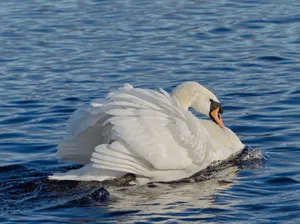 Elegant mute swan gliding across serene waters, a beautiful bird photography capture. jigsaw puzzle