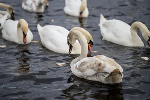 A serene scene of swans gliding gracefully on a loch in Scotland, United Kingdom. jigsaw puzzle