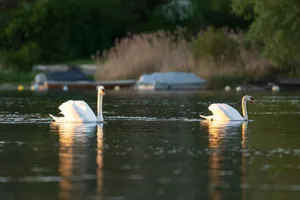 Two elegant swans gracefully gliding on a serene lake at Stein am Rhein, capturing the essence of nature. jigsaw puzzle