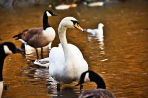 Serene scene of a swan and geese paddling on calm water under daylight. jigsaw puzzle