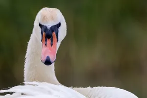 Close-up photo of a mute swan displaying its elegant features in a natural setting. jigsaw puzzle