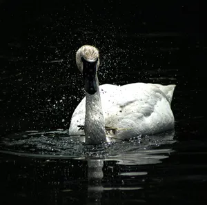 A serene white swan creating splashes in a peaceful pond in Arundel, England. jigsaw puzzle
