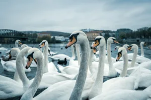 Elegant swans gracefully glide on Vltava River in Prague, Czech Republic's scenic cityscape. jigsaw puzzle