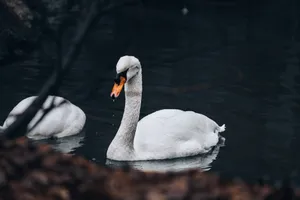 A serene capture of two graceful mute swans swimming gracefully in a tranquil lake. jigsaw puzzle