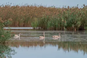 Three young swans gracefully swimming in a calm lake surrounded by lush reeds. jigsaw puzzle