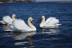 Three elegant swans glide across the serene lake in Brighton, Canada. jigsaw puzzle
