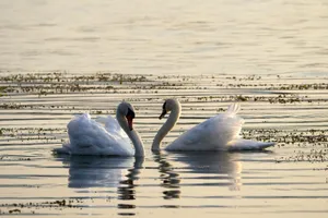 A serene image of two swans reflecting on calm waters during sunset, capturing their elegant interaction. jigsaw puzzle