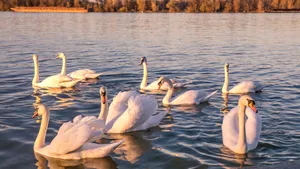 A serene scene of swans gliding on the Danube River at sunset in Belgrade, Serbia. jigsaw puzzle