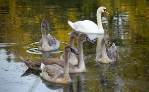 A group of swans and cygnets peacefully swimming in a serene lake with reflections. jigsaw puzzle