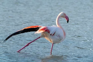 A majestic pink flamingo gracefully wades in Calpe, Spain waters. jigsaw puzzle