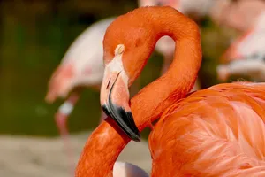 Close-up shot of a vibrant flamingo showcasing its striking orange plumage in natural lighting. jigsaw puzzle