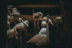 Group of flamingos gathered in shallow, dimly lit waters, showcasing their elegance. jigsaw puzzle
