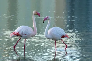 Two elegant pink flamingos standing in a serene lake in Calpe, Spain. jigsaw puzzle