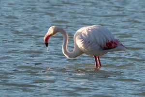 Captivating image of a Greater Flamingo wading in the serene waters of Calpe, Spain. jigsaw puzzle