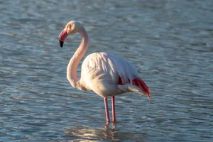 Close-up of a beautiful Greater Flamingo in the waters of Calpe, Spain. jigsaw puzzle