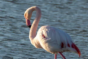 Graceful greater flamingo wading in Calpe, Spain. Sunset light adds vibrant hues to its feathers. jigsaw puzzle