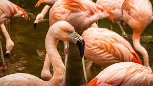 Close-up view of a group of vibrant flamingos in their natural habitat, showing detail and color. jigsaw puzzle