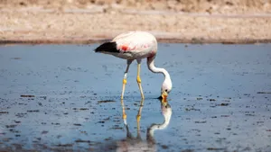 An Andean flamingo feeding at a tranquil salt lake with its reflection in the water. jigsaw puzzle