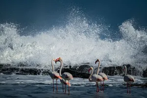 A stunning shot of flamingos standing by the ocean with waves splashing in the background. jigsaw puzzle