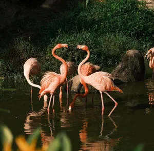 A group of beautiful pink flamingos wading in a tranquil pond with lush greenery. jigsaw puzzle