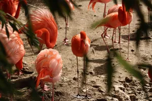A group of vibrant pink flamingos standing together in their natural habitat, captured in stunning detail. jigsaw puzzle