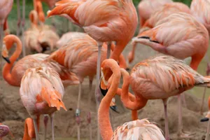 A colorful group of flamingos in their natural environment. jigsaw puzzle