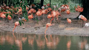 A colorful flock of American flamingos gathering by a serene river bank. jigsaw puzzle