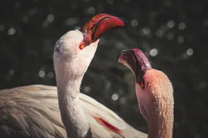 Detailed view of two flamingos with vibrant pink plumage under sunlight, highlighting their unique features. jigsaw puzzle