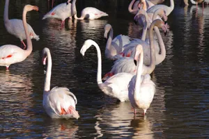 A group of flamingos standing gracefully in water, showcasing vibrant plumage and reflections. jigsaw puzzle