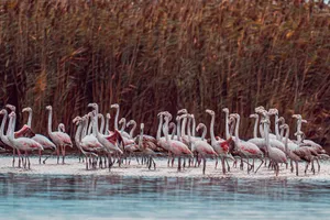 A large flock of flamingos wading peacefully in a lush wetland area, showcasing their elegant forms. jigsaw puzzle