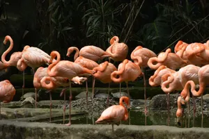 A large group of pink flamingos standing by a pond surrounded by greenery. jigsaw puzzle