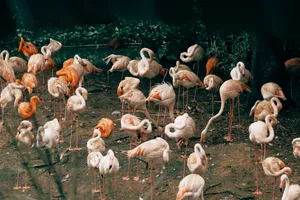 A stunning flock of flamingos gathered in a natural setting. Perfect for wildlife and nature themes. jigsaw puzzle