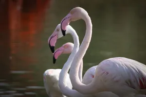 Three flamingos gracefully posing by a lake, showcasing their elegance in a natural setting. jigsaw puzzle