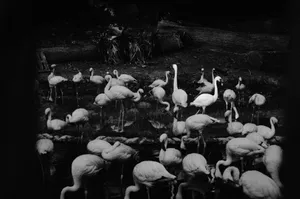 A captivating black and white image of a flock of flamingos standing in a pond. jigsaw puzzle