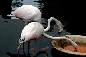Two elegant flamingos drinking from a pond, showcasing their graceful necks and pink hues. jigsaw puzzle