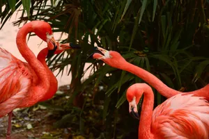 Three bright pink flamingos interacting amidst lush green foliage, showcasing colorful wildlife. jigsaw puzzle