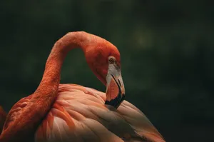 Close-up of an elegant pink flamingo preening its feathers with a dark green natural background. jigsaw puzzle