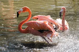 Dynamic shot of pink flamingos splashing in a sunny water scene. jigsaw puzzle