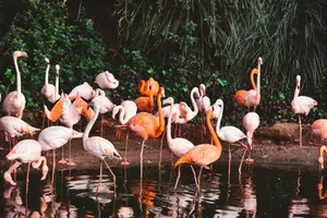 A colorful gathering of flamingos standing by a tranquil water body amidst lush greenery. jigsaw puzzle