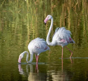 Two flamingos wading gracefully in a tranquil wetland setting during daylight. jigsaw puzzle