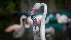 Close-up of two flamingos in a serene setting, showcasing their elegance and grace. jigsaw puzzle