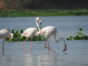 Pink flamingos wading in a lush wetland habitat under a clear day sky. jigsaw puzzle