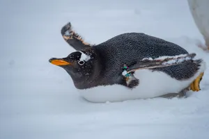Gentoo penguin resting on the snow, showcasing its natural habitat in icy conditions. jigsaw puzzle